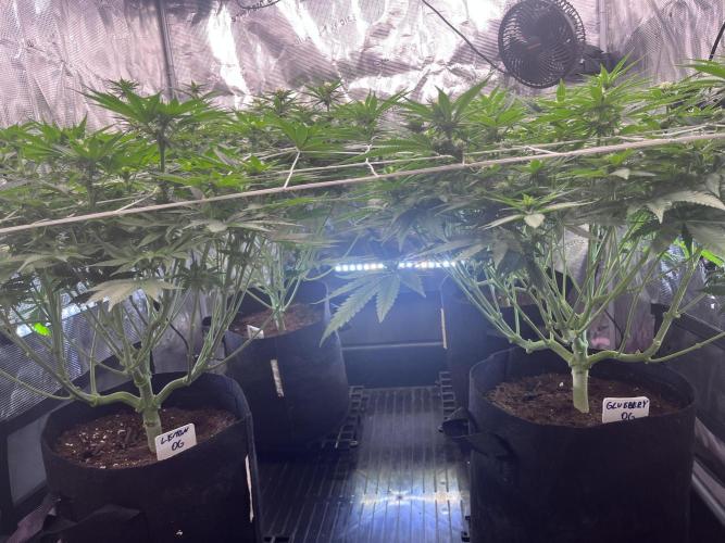 DP second grow. Week 8