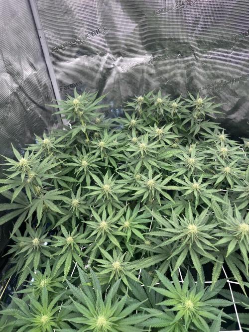 DP second grow. Week 8 - Blue Zushi