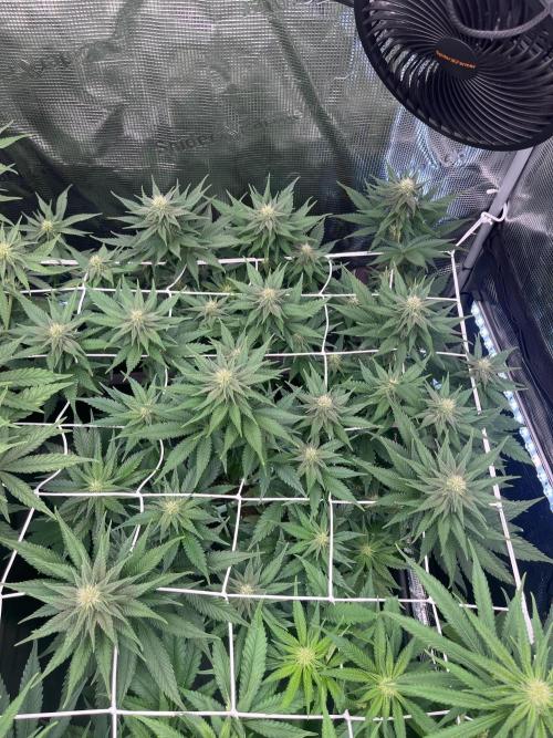 DP second grow. Week 8 - Melonade Runtz