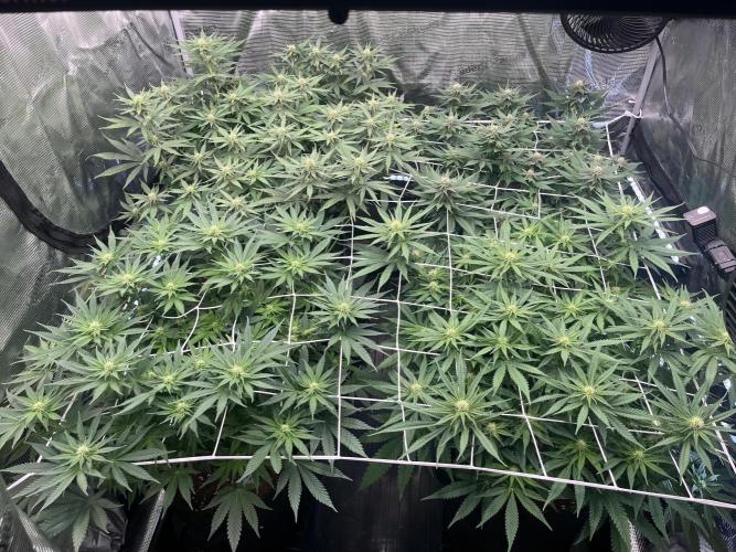 DP second grow. Week 8