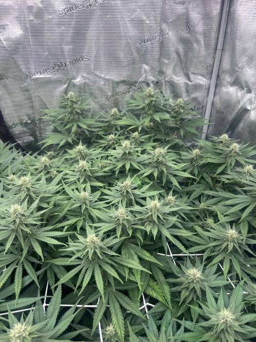 DP second grow. Week 9