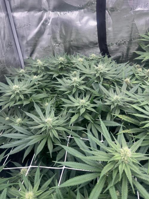 DP second grow. Week 9