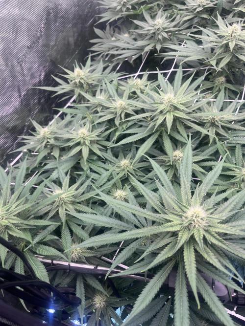 DP second grow. Week 9