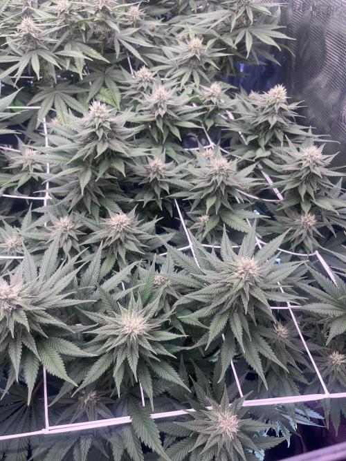 DP second grow. Week 9