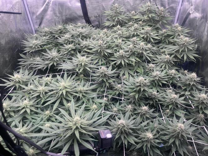 DP second grow. Week 9