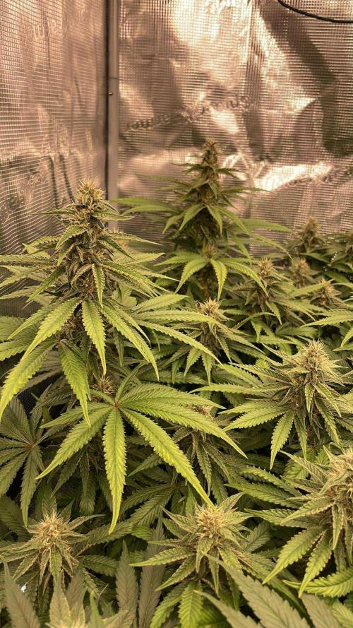 DP second grow. Week 10