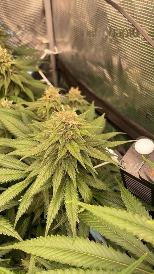 DP second grow. Week 10