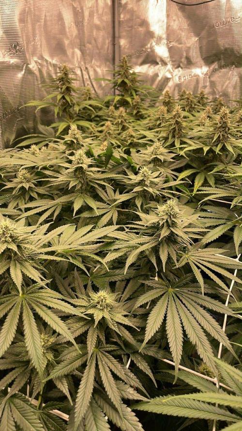 DP second grow. Week 10