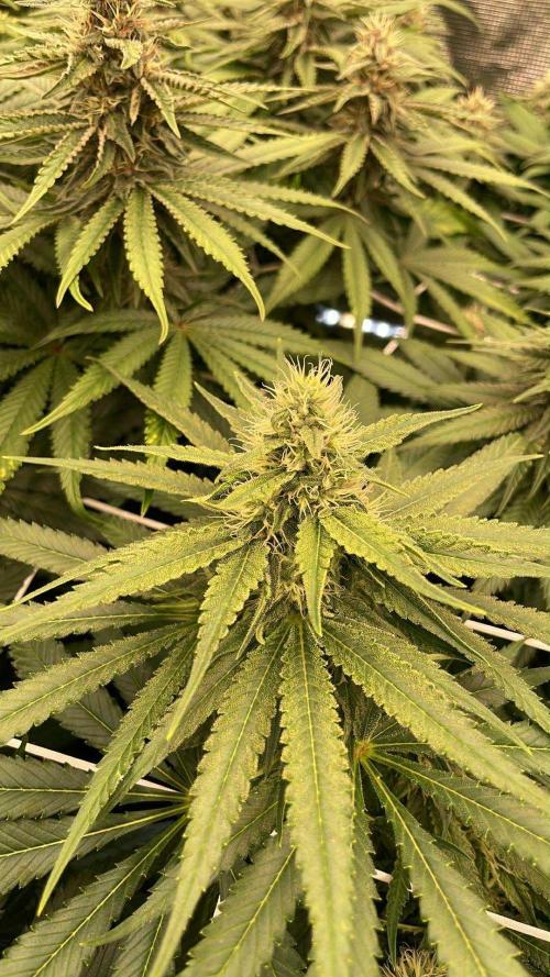 DP second grow. Week 10