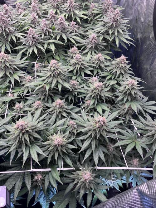 DP second grow. Week 11 - Melonade