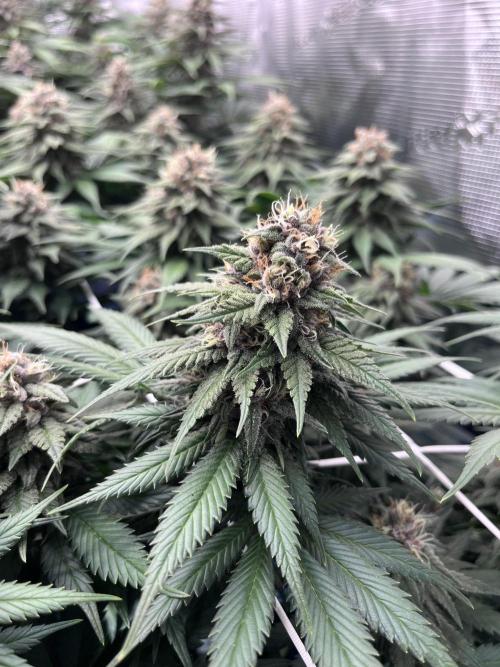 DP second grow. Week 11 - Melonade