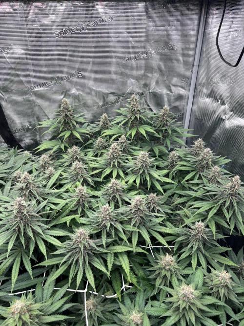 DP second grow. Week 11 - Blue Zushi