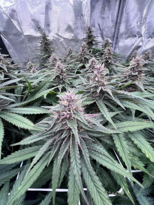DP second grow. Week 11 - Blue Zushi