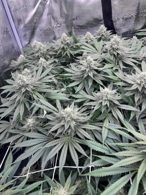 DP second grow. Week 11 - Lemon