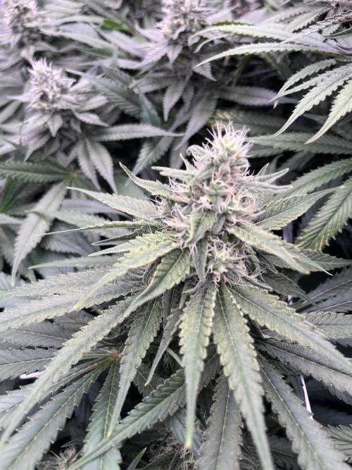 DP second grow. Week 11 - Lemon