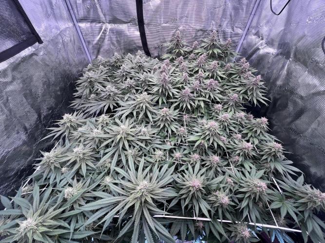 DP second grow. Week 11
