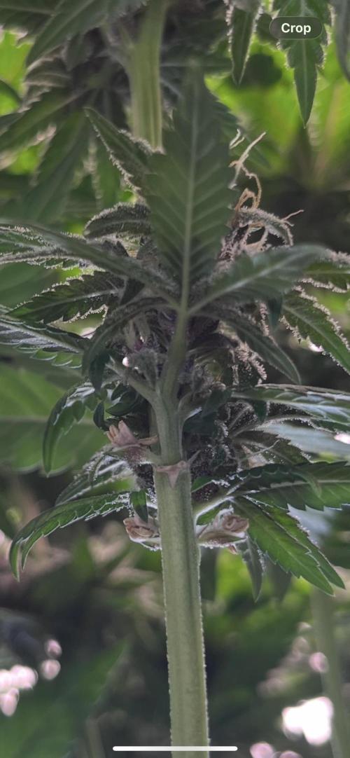 DP second grow. Week 11 - Oh no