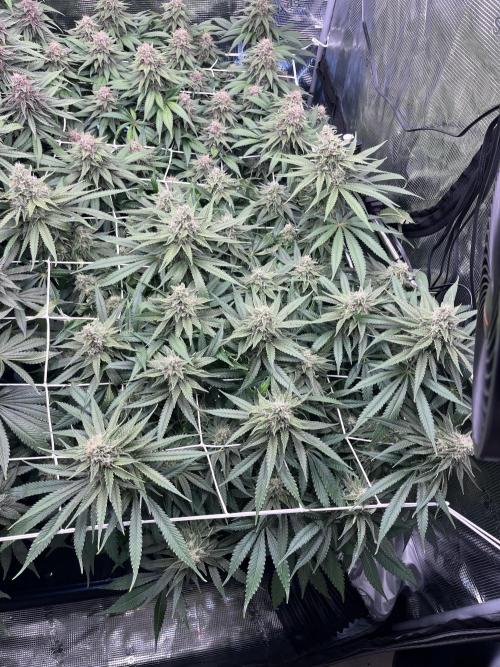DP second grow. Week 12 - Glueberry