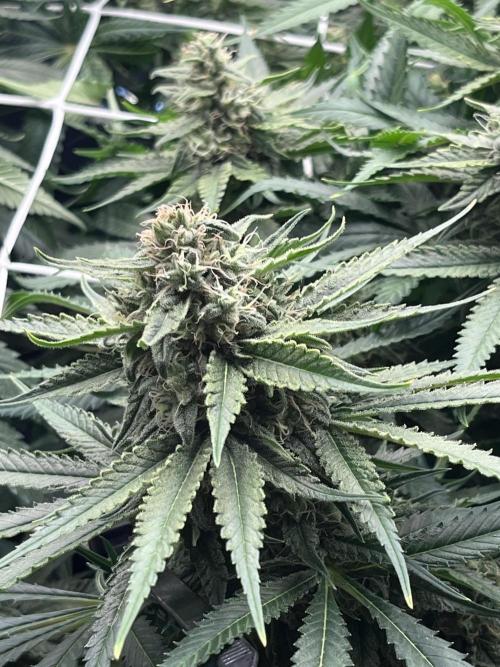 DP second grow. Week 12 - Glueberry