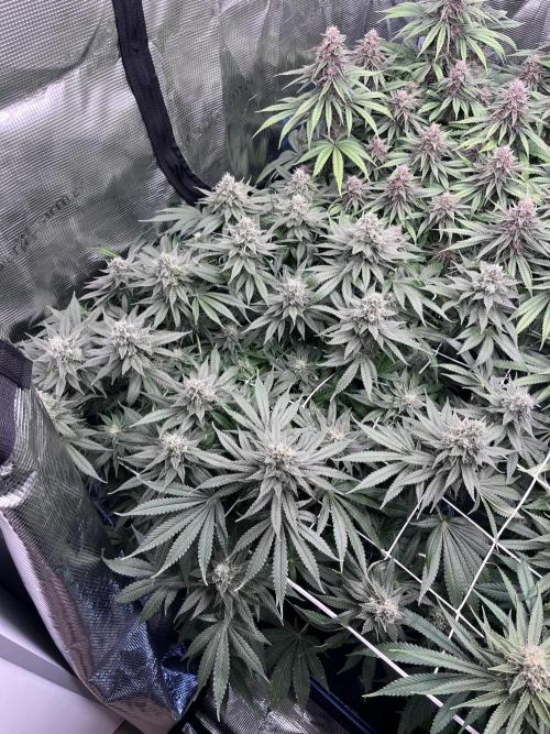 DP second grow. Week 12 - Lemon 
