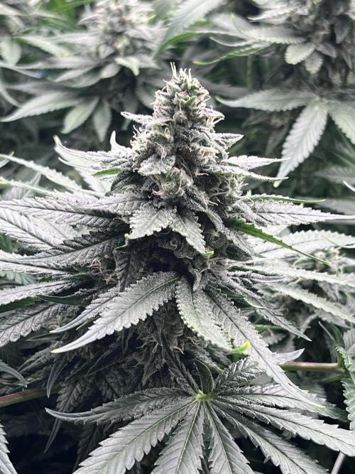DP second grow. Week 12 - Lemon