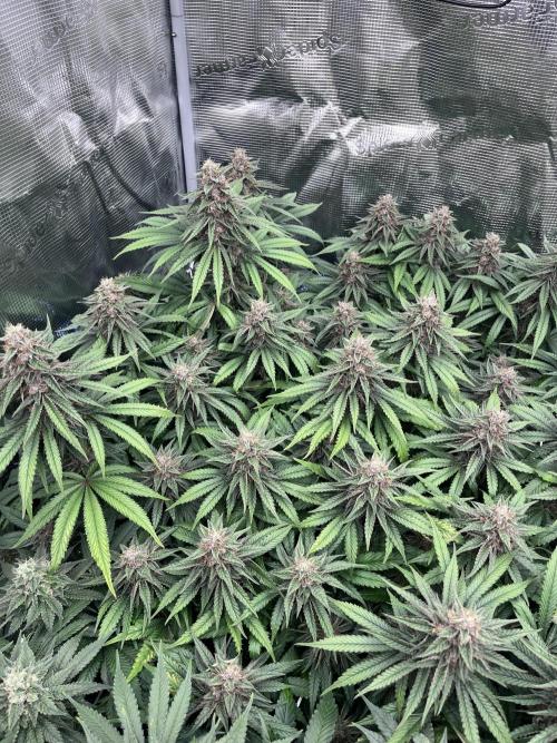 DP second grow. Week 12 - Blue Zushi