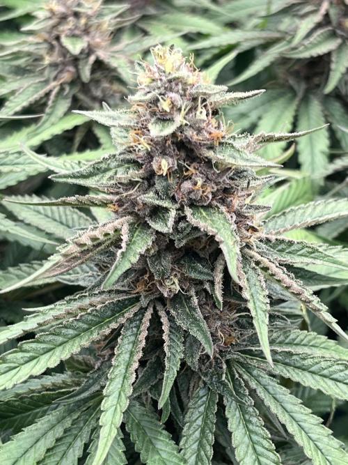DP second grow. Week 12 - Blue Zushi