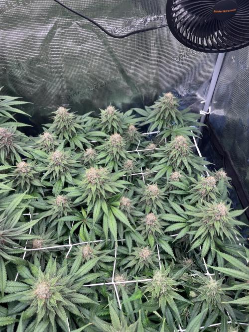 DP second grow. Week 12 - Melonade