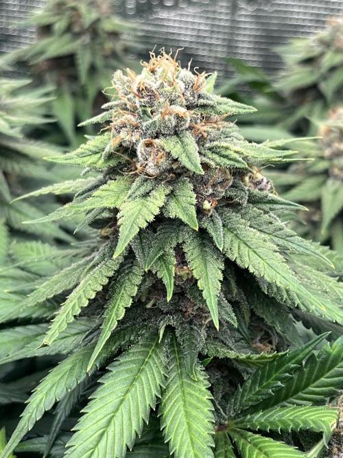 DP second grow. Week 12 - Melonade