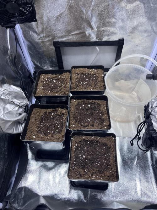 Mimosa Evo-Barneys. Week 0