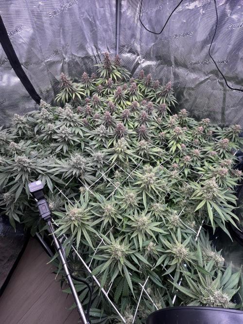 DP second grow. Week 13