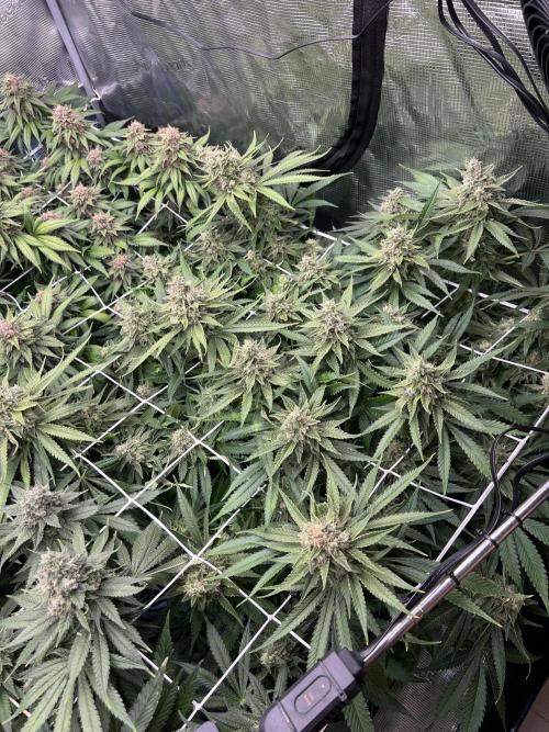 DP second grow. Week 13 - Glueberry