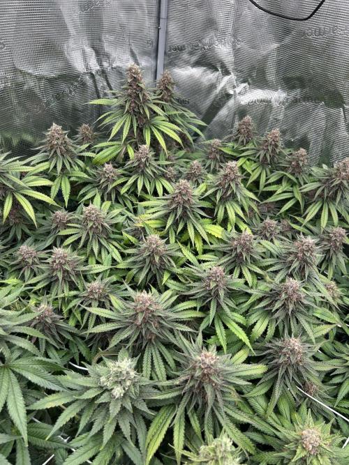 DP second grow. Week 13 - Blue Zushi