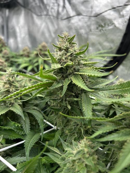 DP second grow. Week 13 - Glueberry