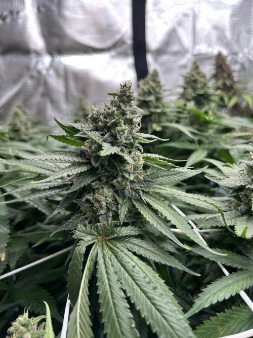 DP second grow. Week 13 - Lemon