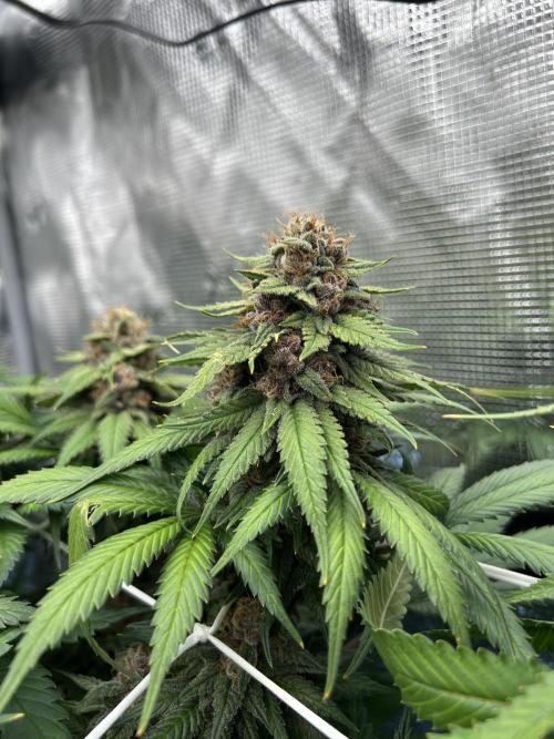 DP second grow. Week 13 - Melonade