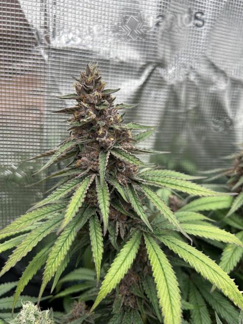 DP second grow. Week 13 - Zushi