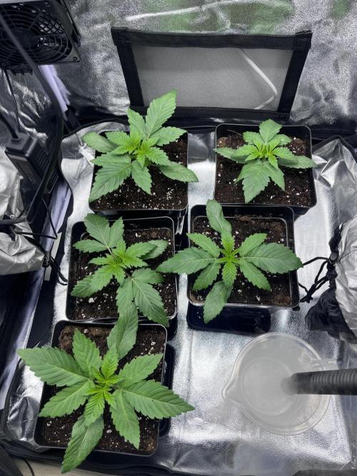 Mimosa Evo-Barneys. Week 1
