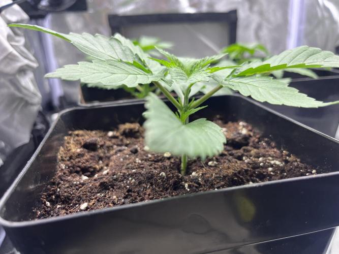 Mimosa Evo. Week 1