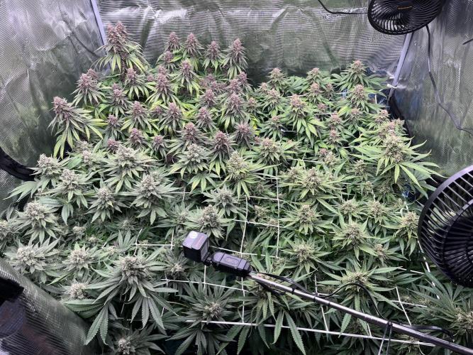 DP second grow. Week 14