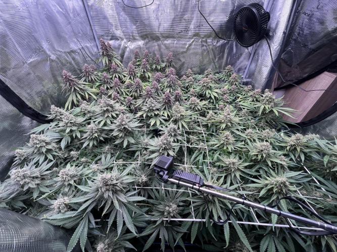 DP second grow. Week 14