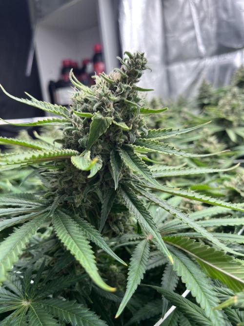 DP second grow. Week 14 - Glueberry