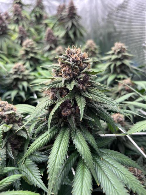 DP second grow. Week 14 - Melonade