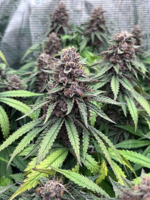 DP second grow. Week 14 - Blue