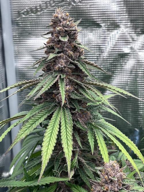 DP second grow. Week 14 - Blue