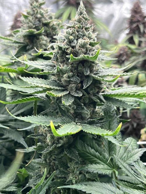 DP second grow. Week 14 - Lemon