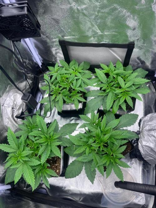 Mimosa Evo. Week 2