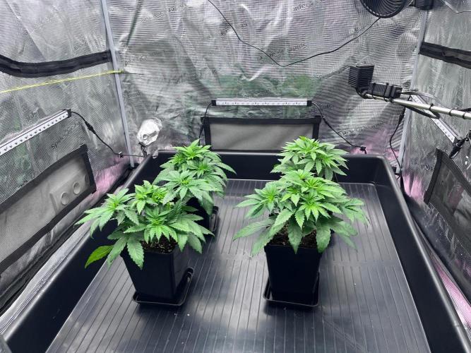 Mimosa Evo-Barneys. Week 3