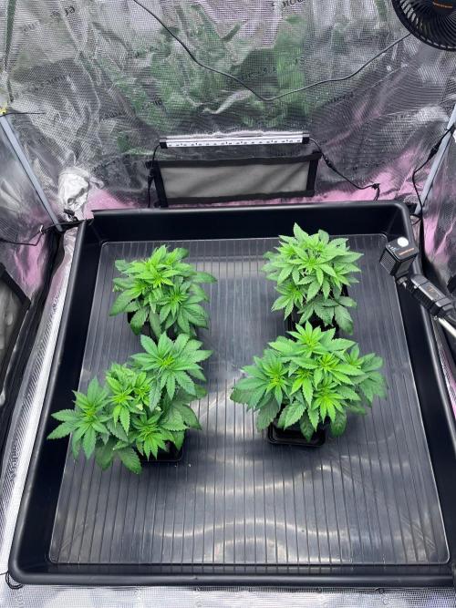 Mimosa Evo-Barneys. Week 3