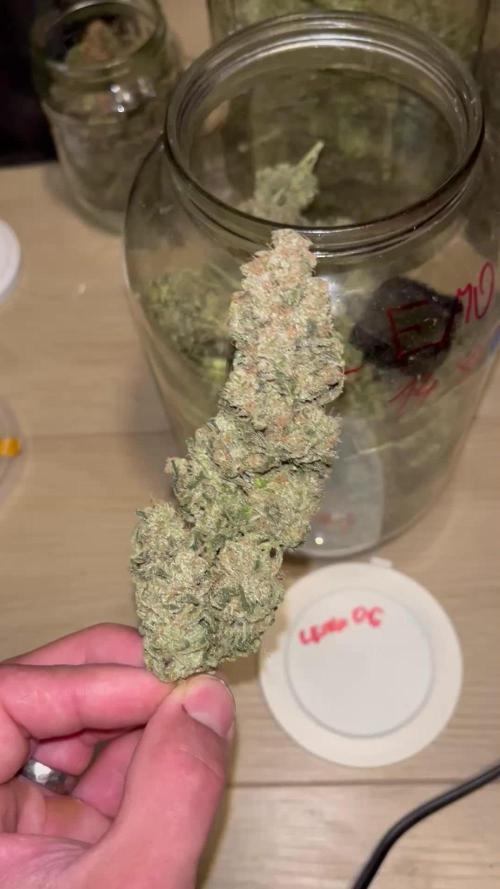 DP second grow